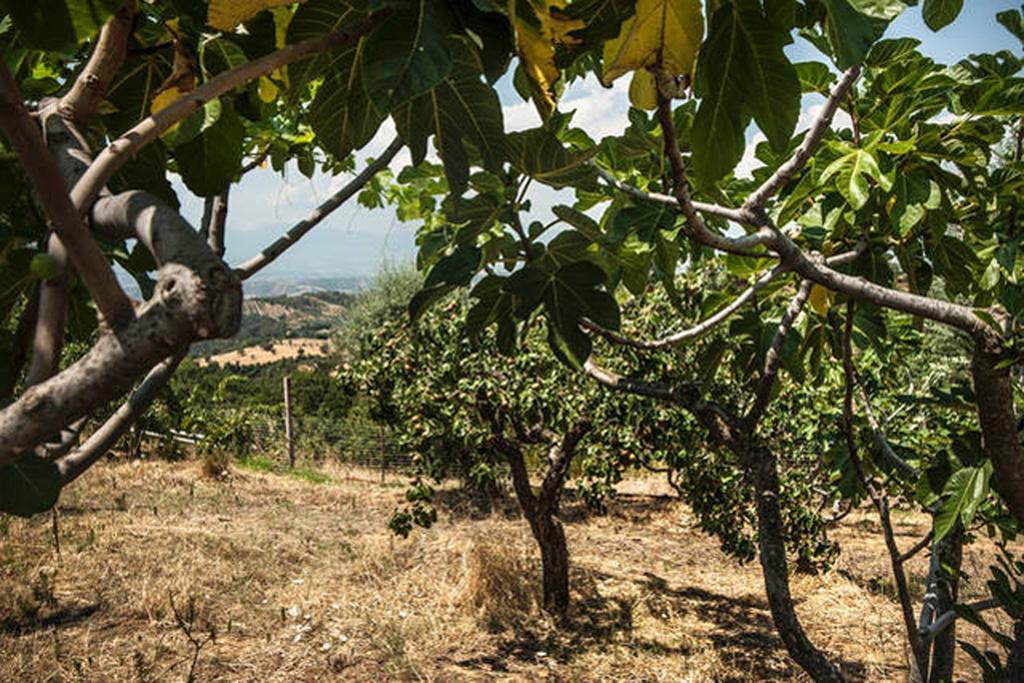Agriturismo Miracco Atanasio Franco "Il Maniero" Santa Sofia d'Epiro Extérieur photo