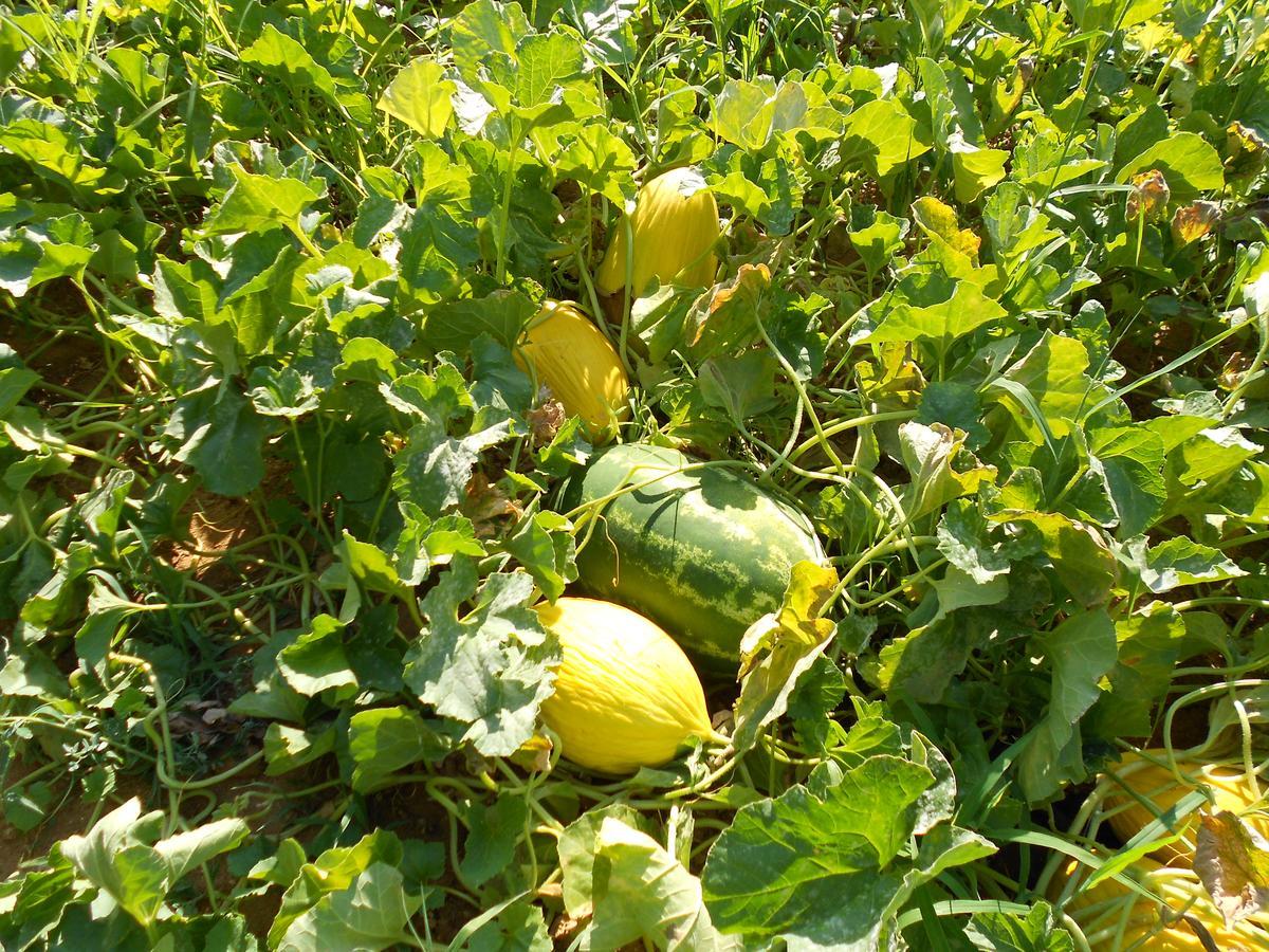 Agriturismo Miracco Atanasio Franco "Il Maniero" Santa Sofia d'Epiro Extérieur photo